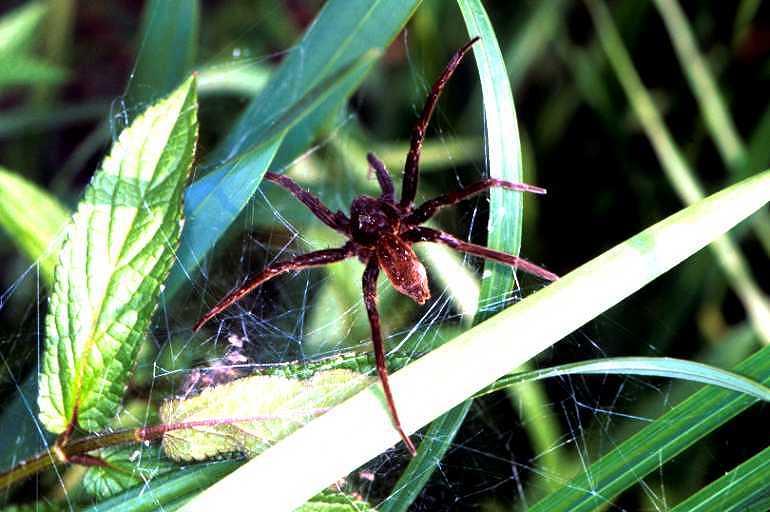 Dolomedes_plantarius_P1519_Z_78_Les Gris_Frankrijk.jpg